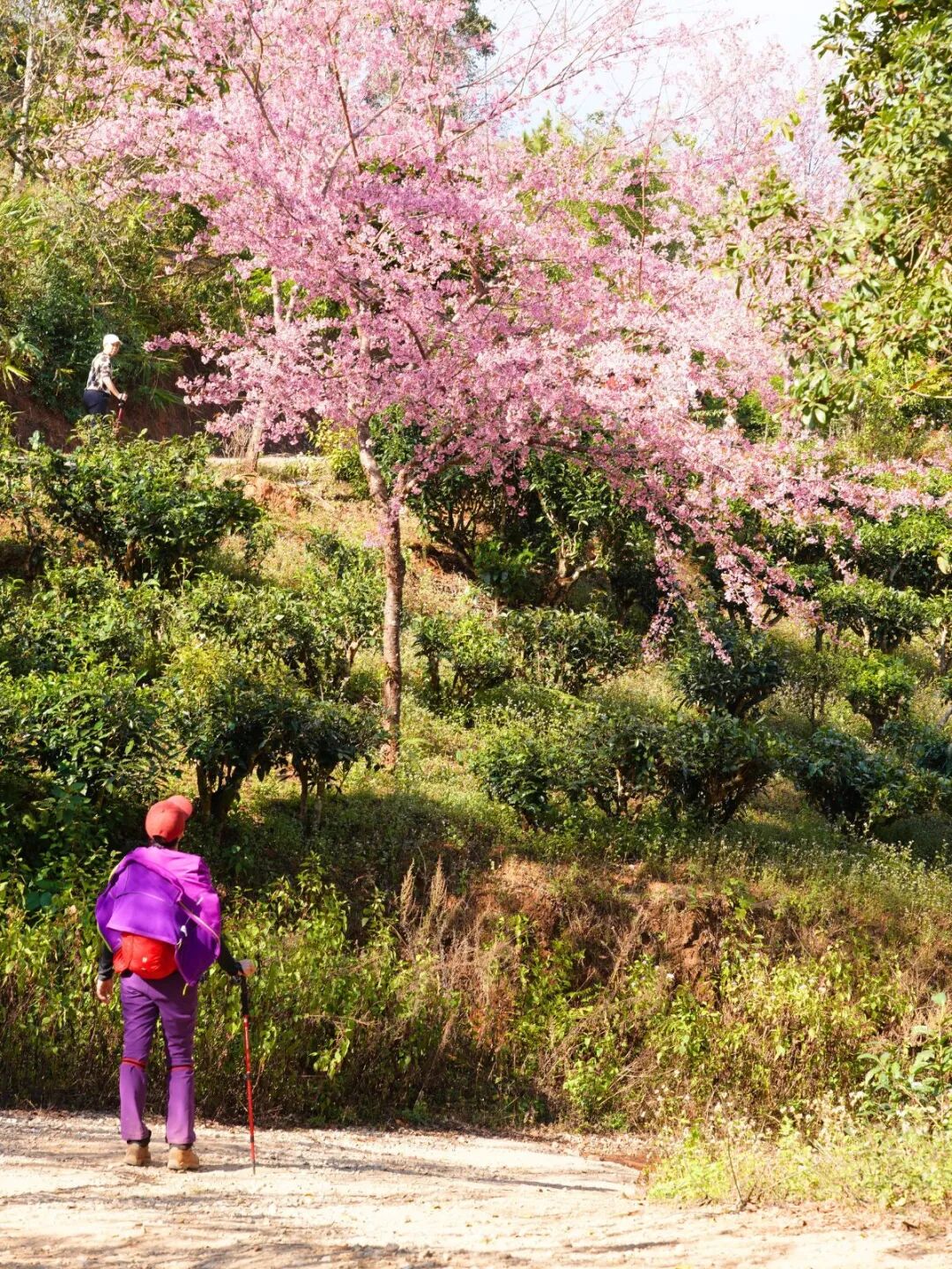 “Voices of Yunnan”: A Cultural Immersion into South Yunnan