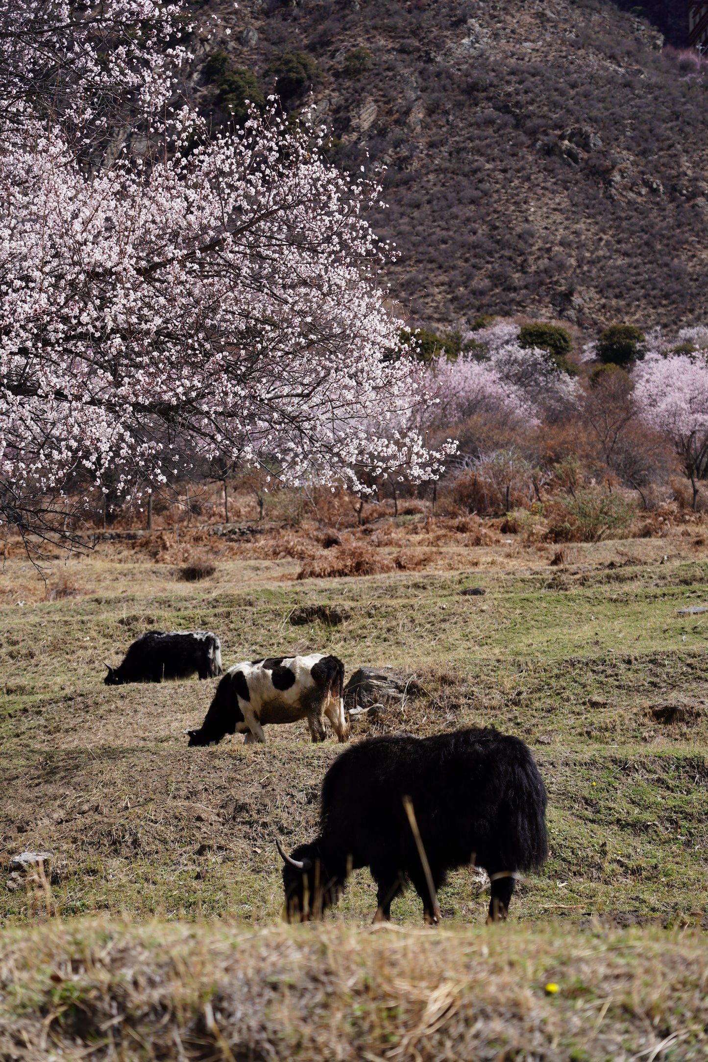 Linzhi to Lhasa: A 9-Day Secret Peach Blossom Journey through Eastern Tibet