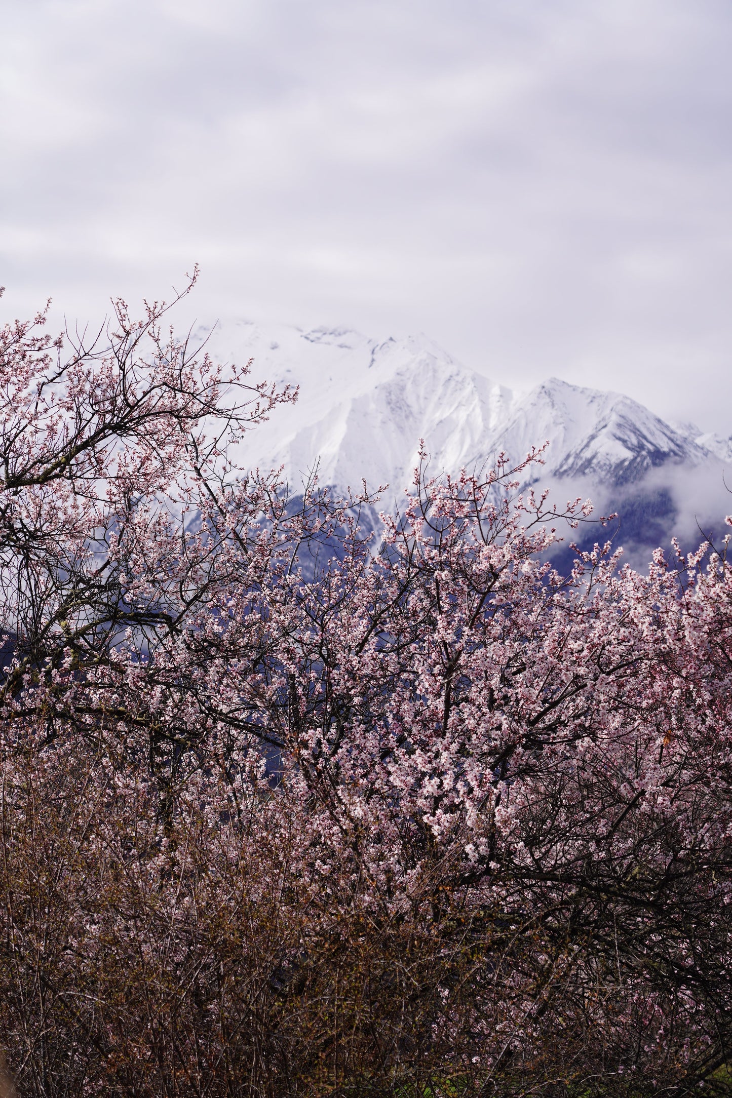 Linzhi to Lhasa: A 9-Day Secret Peach Blossom Journey through Eastern Tibet
