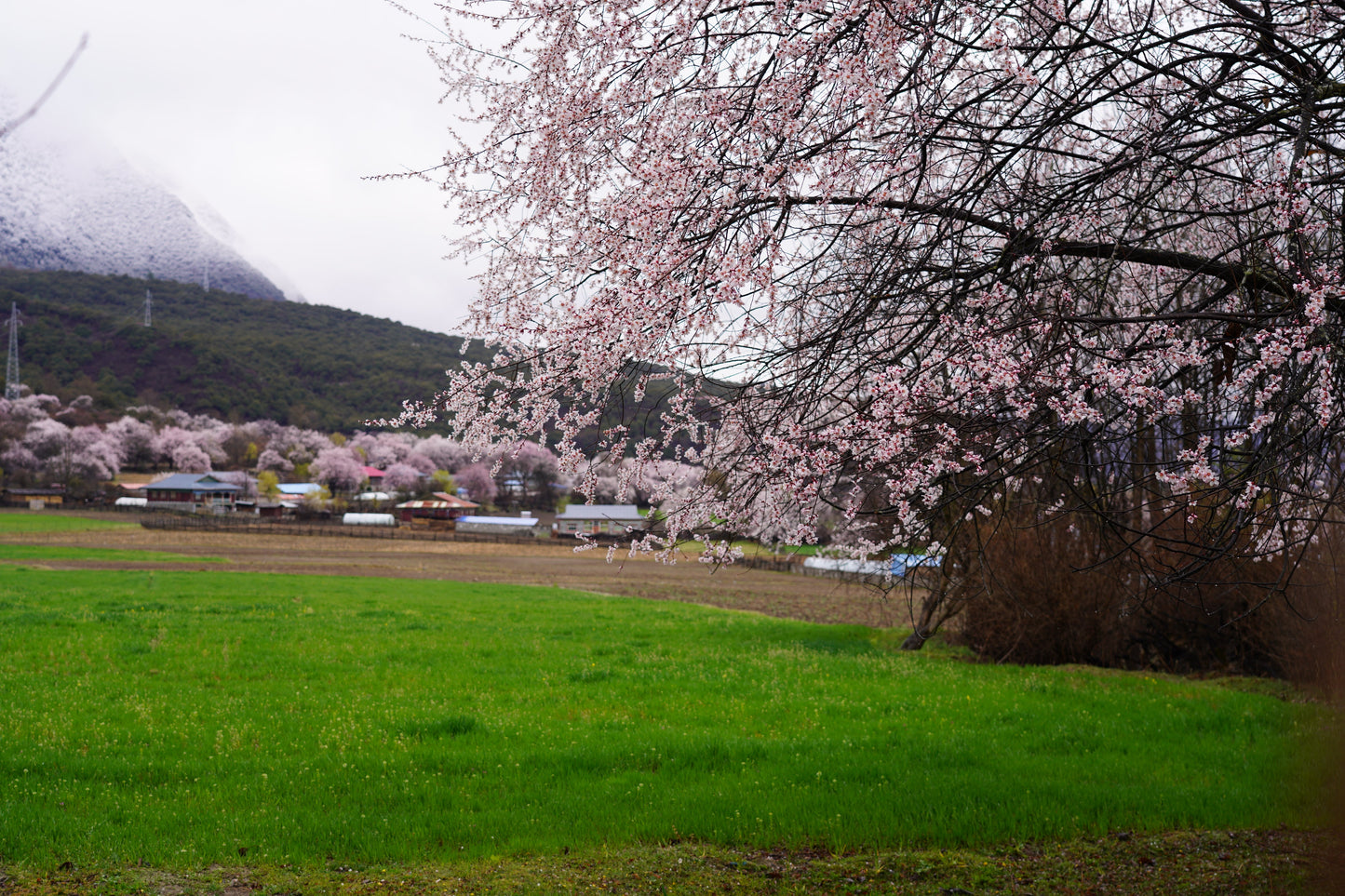 Linzhi to Lhasa: A 9-Day Secret Peach Blossom Journey through Eastern Tibet