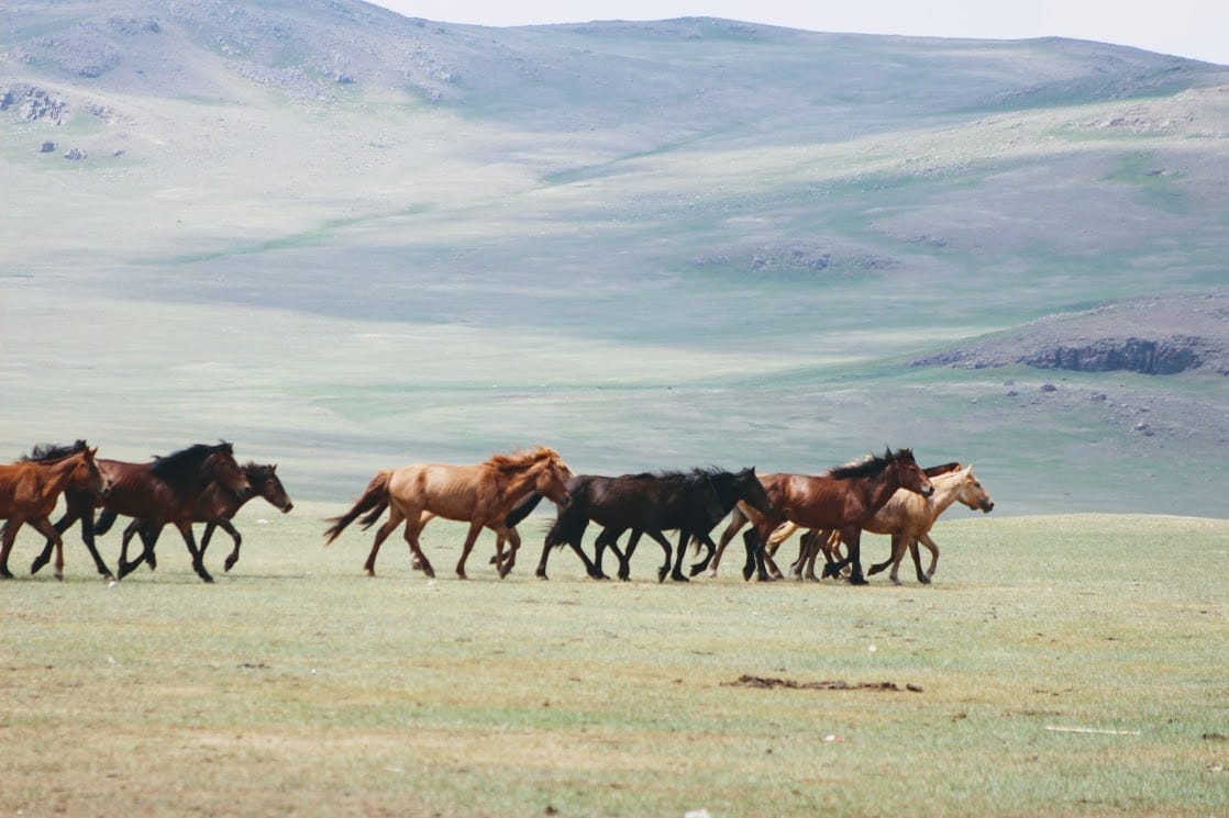 Wild North China: Saddle Across the Hulunbuir Grasslands